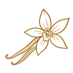Vanilla bean illustration