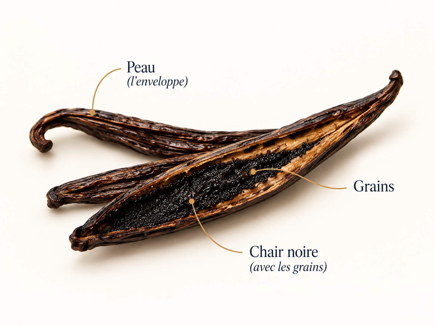 Anatomie d’une gousse de vanille