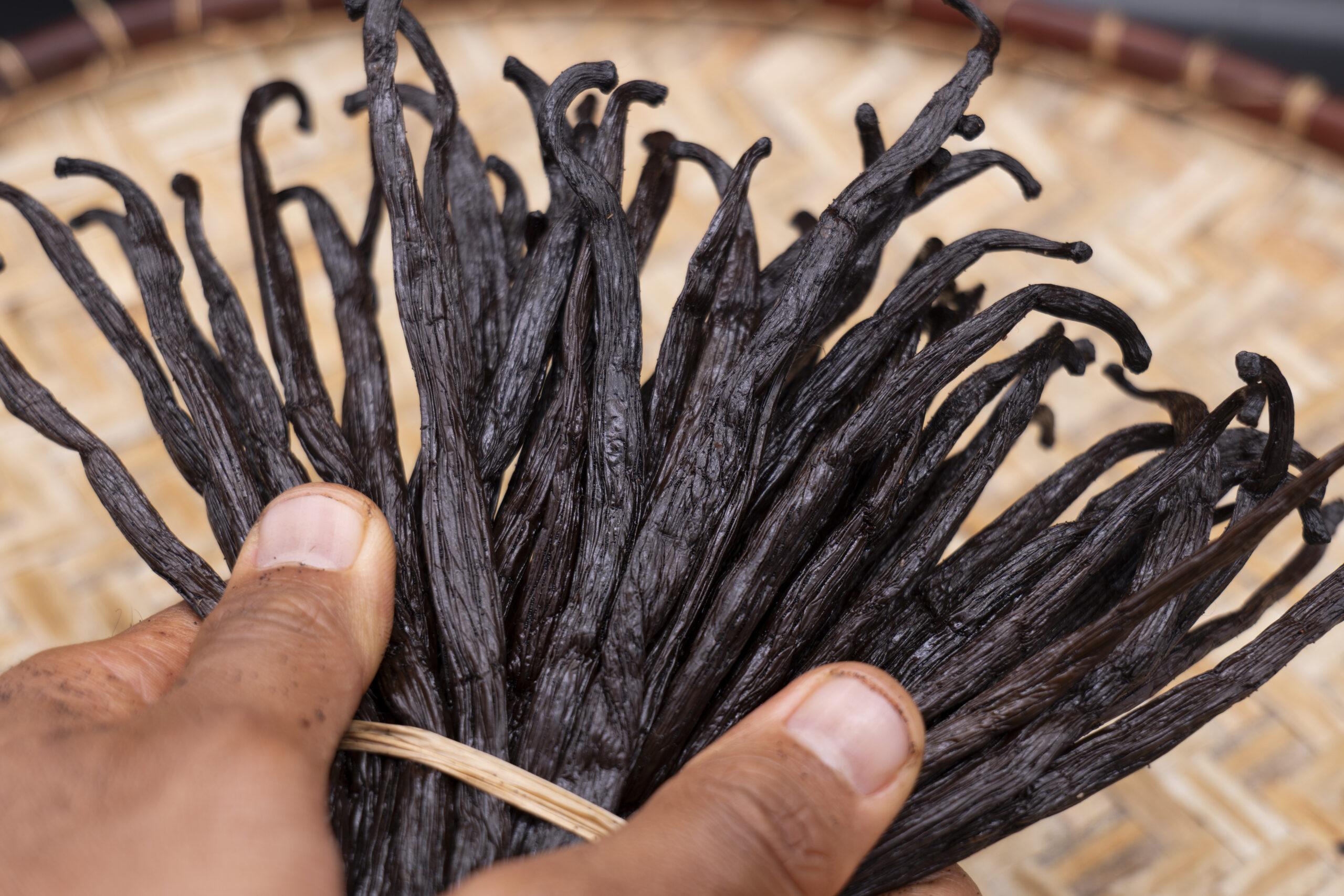 Gousses de vanille
