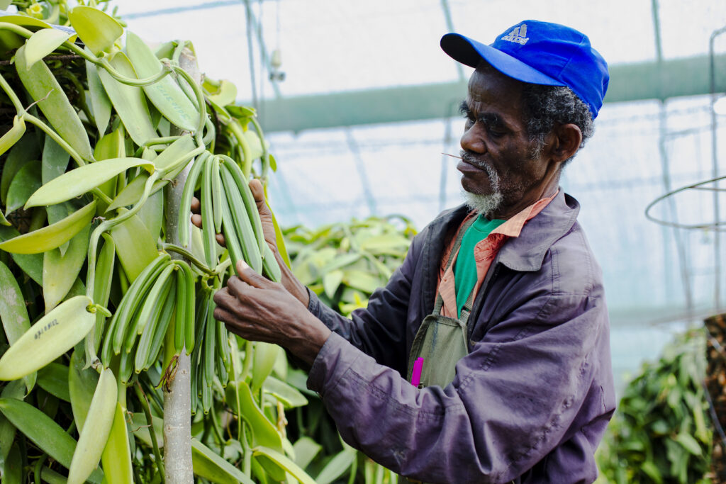 Vanilla bean harvest in Sambava